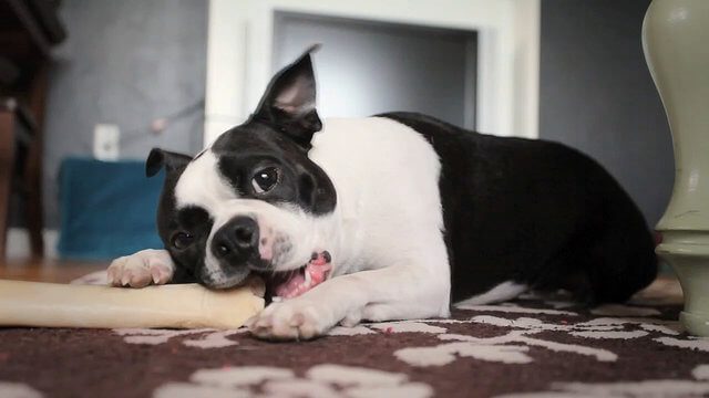 boston terrier