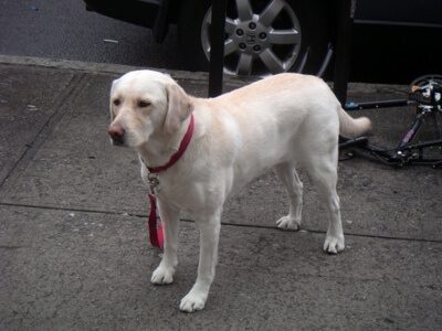 dog