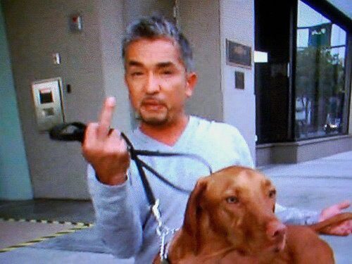 cesar millan