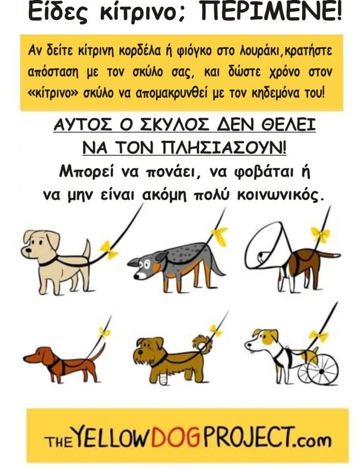 yellow dog project add