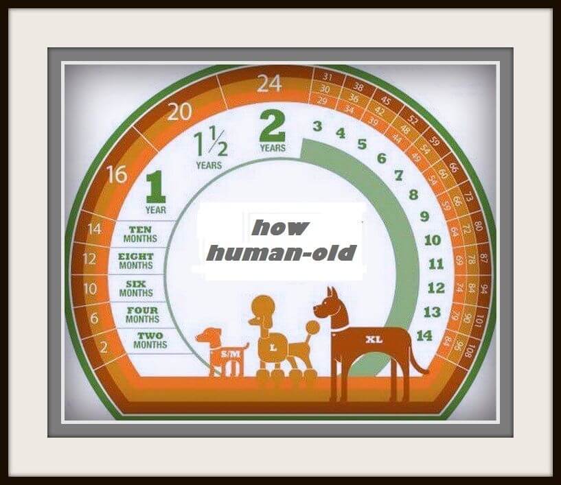 dog age scale