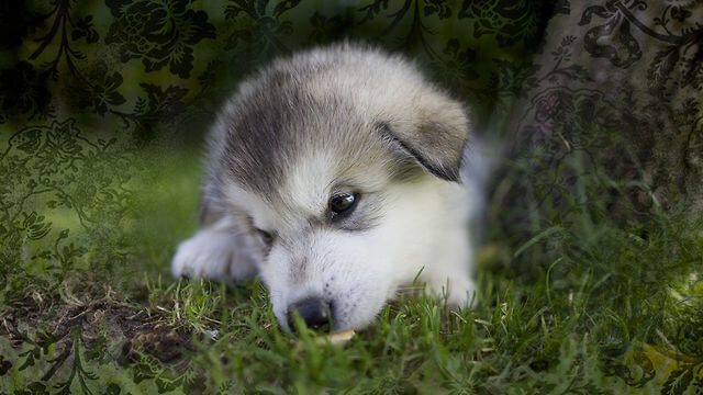 Alaskan Malamute