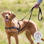 Lead n' Walk Soft Harness (L/XL) - Image 2